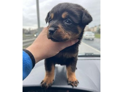 Koca kafa rottweiler yavru