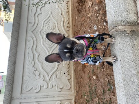 Safkan issabel tan french bulldog 1 yaşında dişi
