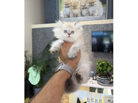 Secereli anne babadan golden point renk british longhair