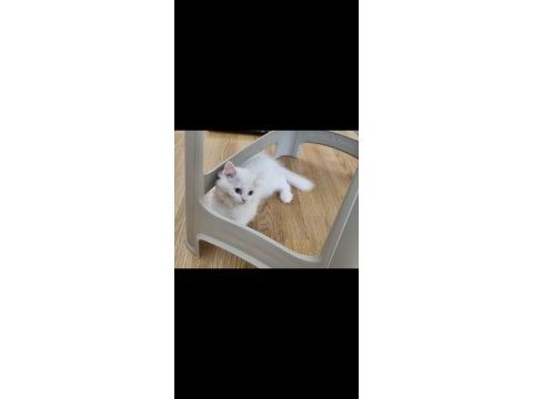 Kedi dişi iki ay iki hafta