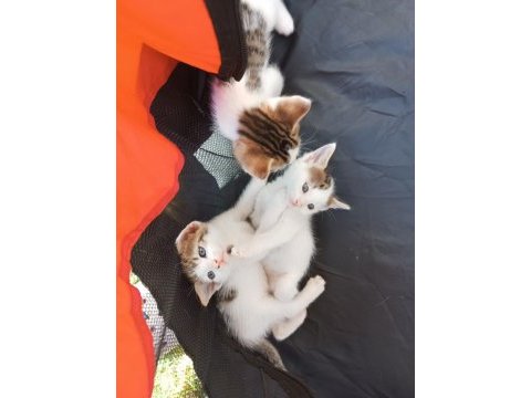Dikkat kalbinizi çalmaya geldiler pamuk çocuk kediler