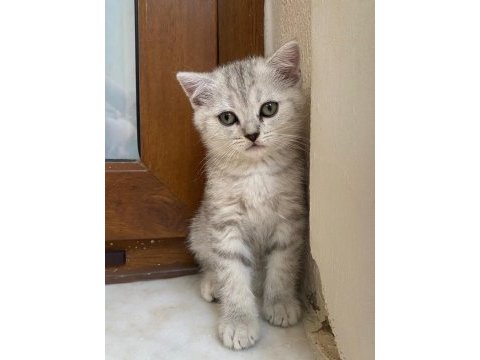 3 aylık british shorthair yavrularımız