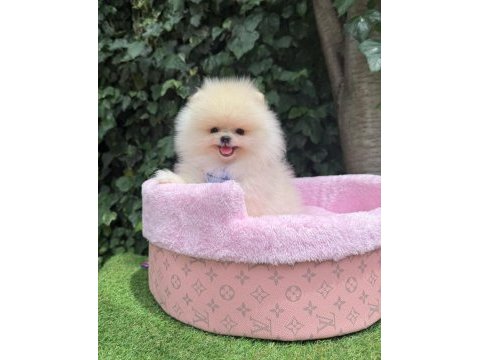 Orjinal pomeranian boo