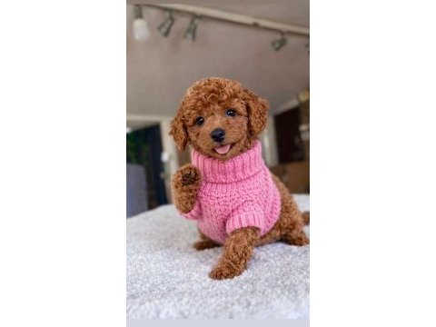 Irk ve sağlık garantili toy poodle bebekler