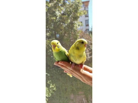 Öğretmenden evde beslenen temiz ve bakımlı muhabbet kuşları