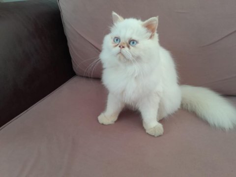 Kar beyaz prens iran kedisi