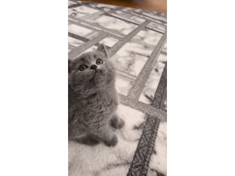 British shorthair kedisi