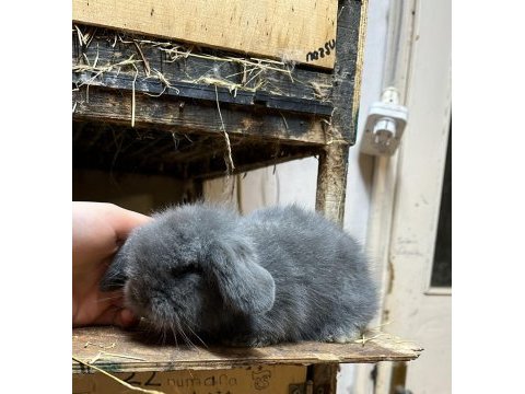 Hollanda lop tavşanı
