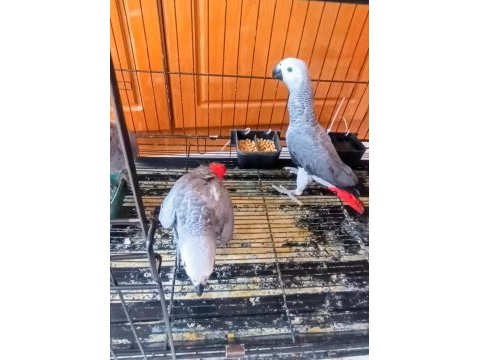 Jako papağanı yavrularımız yeni ailelerine gitmeye hazır
