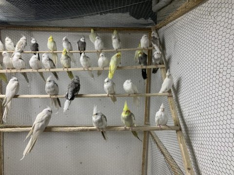 Hazır tecrübeli takım sultan papağanları