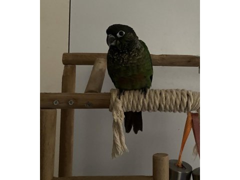 Klasik green check konur papağanları