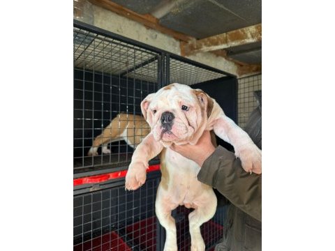 Üst düzey bulldog dişi yavrular