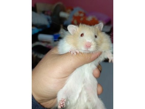 4 aylık full eğitimli hamster