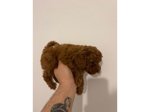 Kore kan poodle yavrular