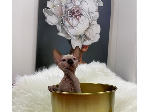 Sphynx sfenks tüysüz dişi erkek yavru