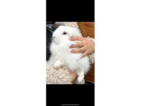 6 aylık hollanda lop tavşanı
