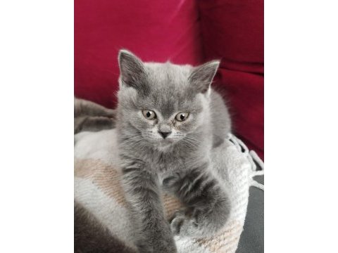 2 aylık sevimli british shorthair