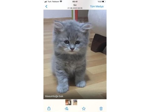 Yaramaz british longhair ponçikler
