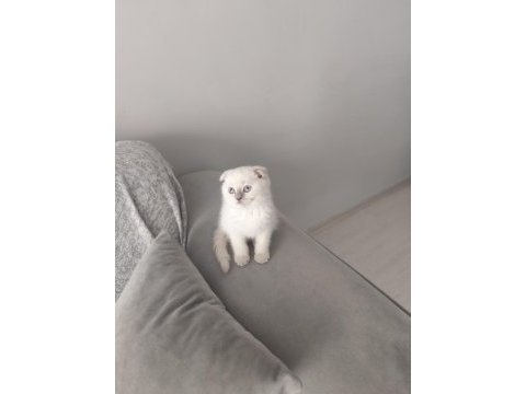 Scottish fold 2 aylık