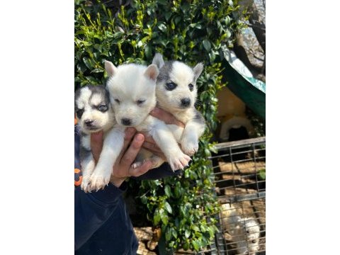 Safkan husky yavrular