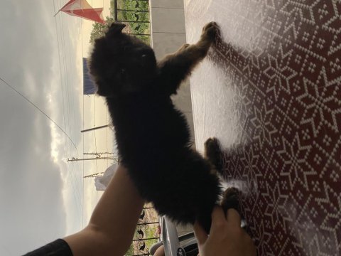 Siyah maske düşük bel şecereli alman kurdu yavrularımız