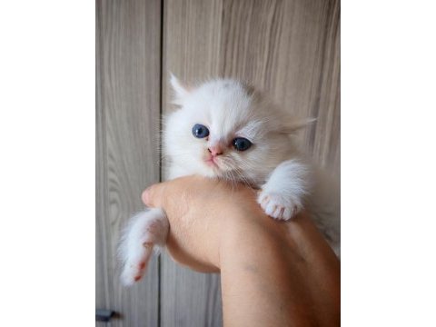White erkek yavru british