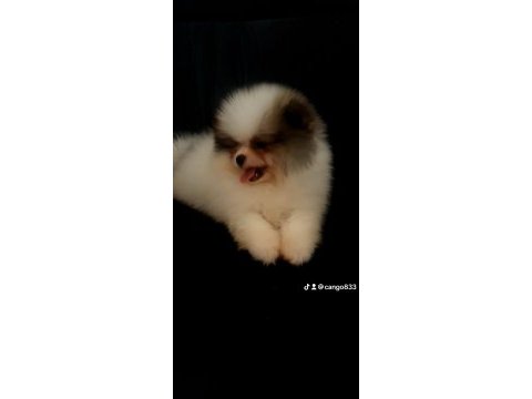 Mersin orjinal pomeranian boo yavrular