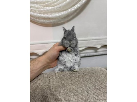 Safkan hollanda cüce ve mini lop tavşan her yere gönderim