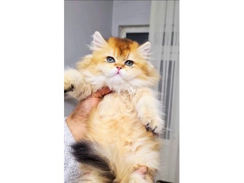 A kalite orjinal british golden longhair dişi yavrum