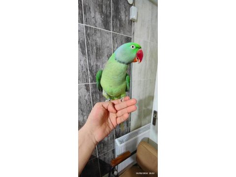 11 aylık erkek alexander papağanı