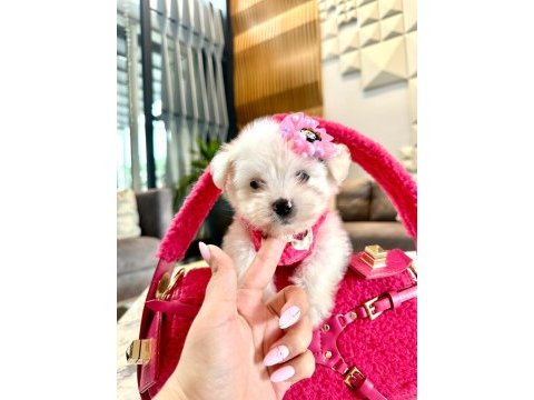 Tatlı mı tatlı korea maltese terrier cep boy