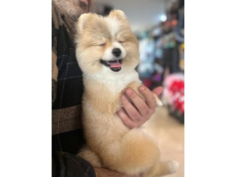 Pomerian boo yavrumuz