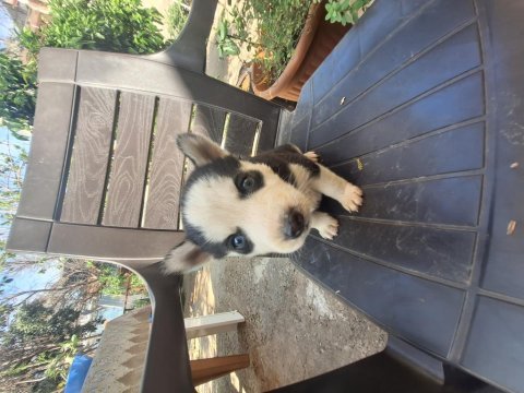 Sibirya kurtları husky