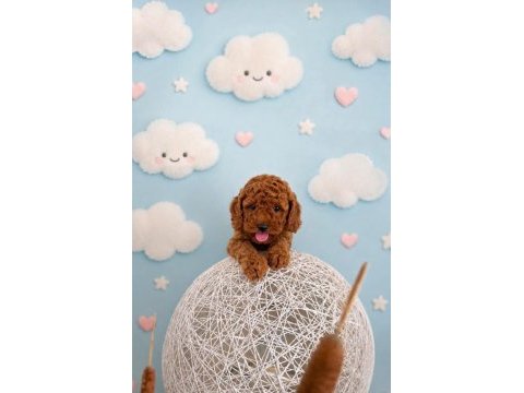 Toy poodle köpeği
