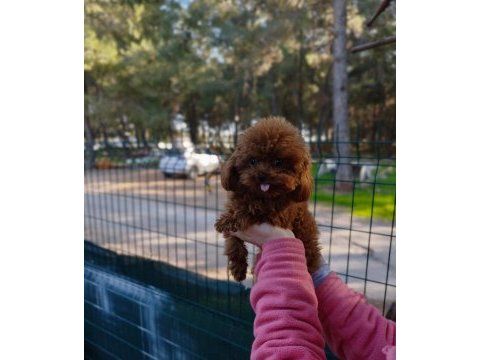 Teacup poodle erkek