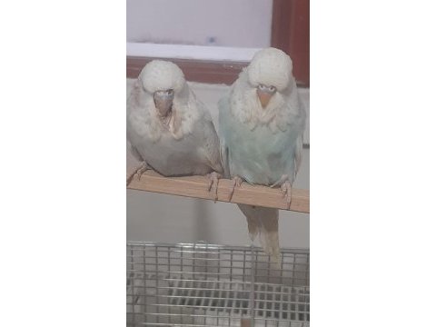 Muhabbet kuşu show jumbo
