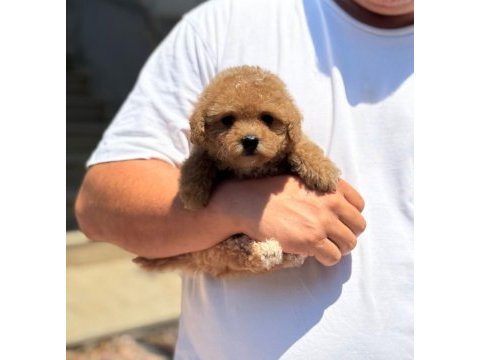 Sağlık ve ırk garantili maltipoo köpeği