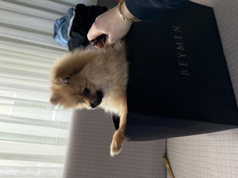 3 aylık pomeranian dişi