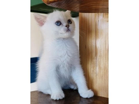 Scottish straight shorthair bs11 33 erkek