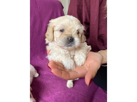 Rezervede yavru köpekler a kaliteli