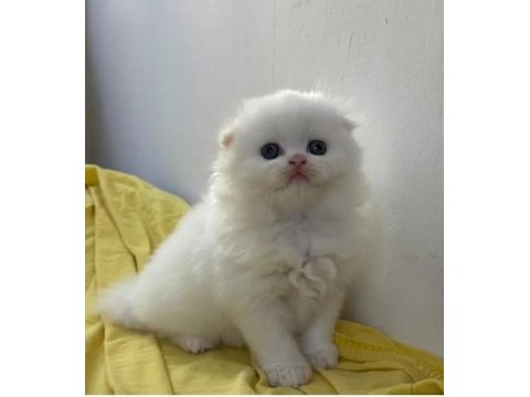 Irk ve sağlık garantili scottish fold