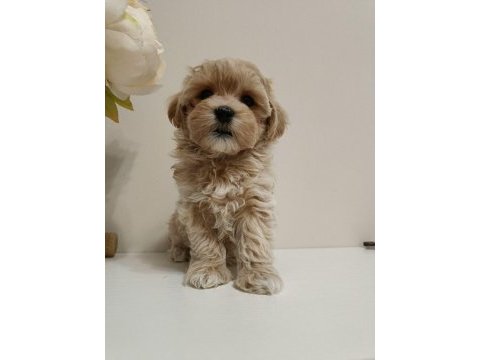 Maltipoo yavrular