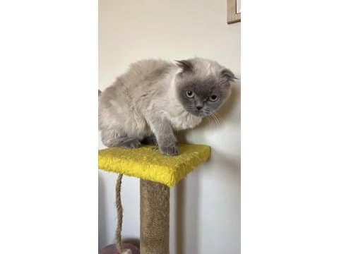 1 yaşında scottish fold miniğimize