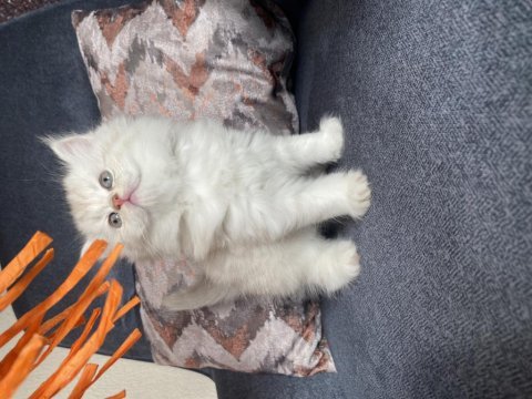 Kedilerimiz yeni yuvalarına gitmeye hazır