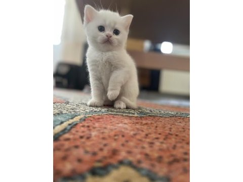 2.5 aylık yavru ankara kedisi melezi