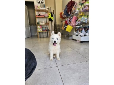 Çok özel husky bebeğim