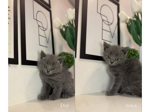British shorthair yavrularımız