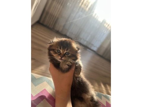 British longhair yavrularımı sahiplenmek istiyorum