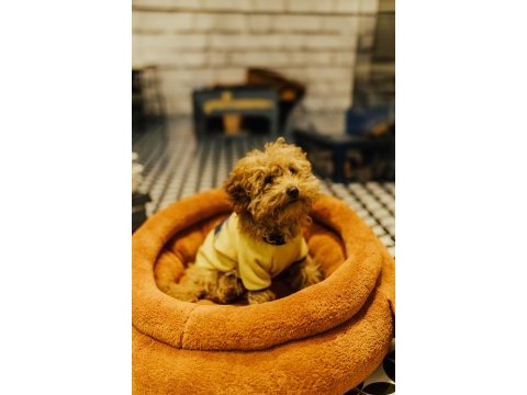 1 yaşında erkek toy poodle