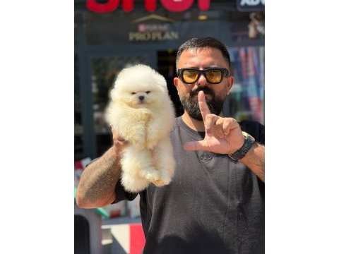 Çağrı çemçemin kataloğunun şampiyonu 